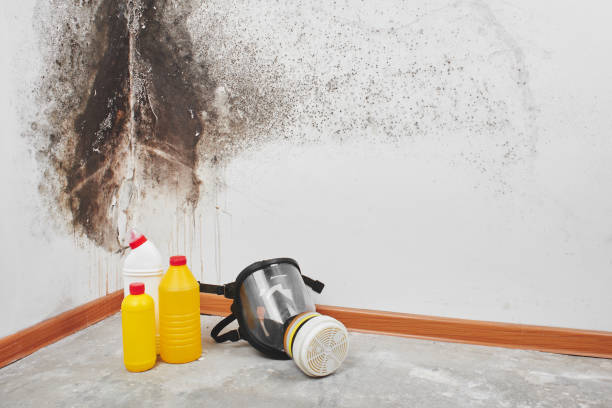 Best Emergency Mold Removal  in Woonsocket, RI