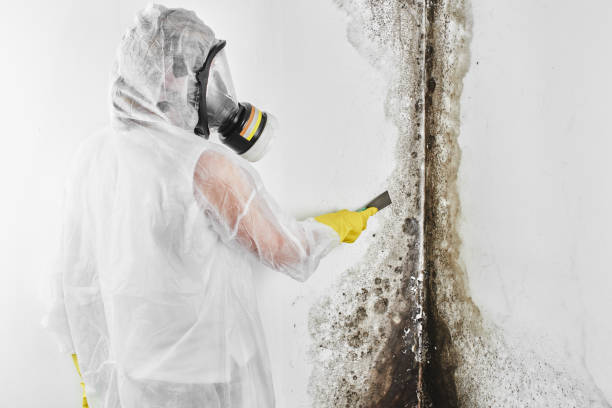 Best Mold Remediation  in Woonsocket, RI