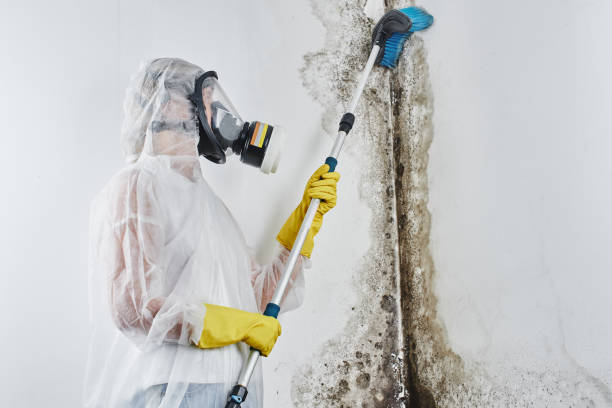 Best Professional Mold Removal  in Woonsocket, RI