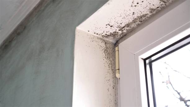 Trusted Woonsocket, RI Mold Removal Experts