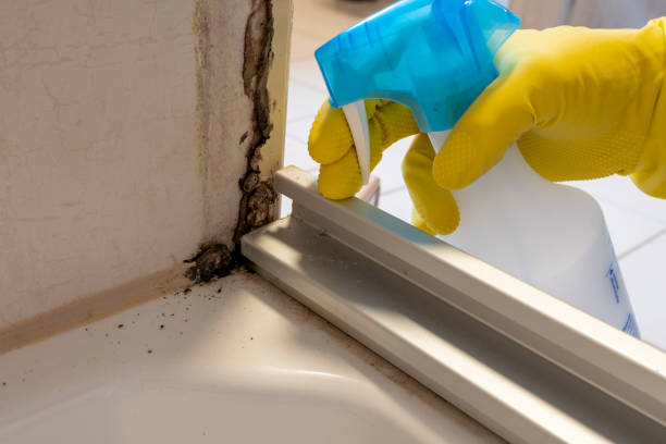 Best Black Mold Removal  in Woonsocket, RI
