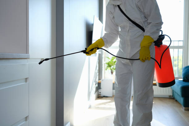 Best Local Mold Removal Service  in Woonsocket, RI
