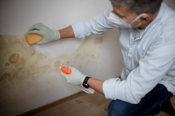 Best Home Mold Removal  in Woonsocket, RI