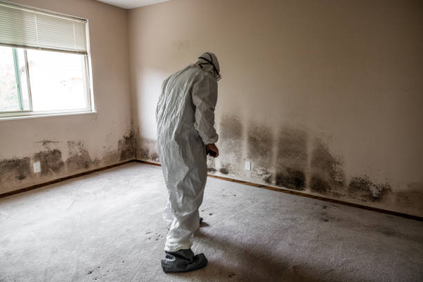 Best Affordable Mold Removal  in Woonsocket, RI