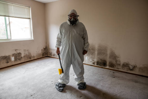 Best Mold Damage Repair  in Woonsocket, RI