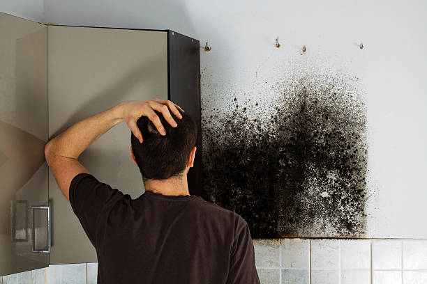 Best Affordable Mold Removal  in Woonsocket, RI