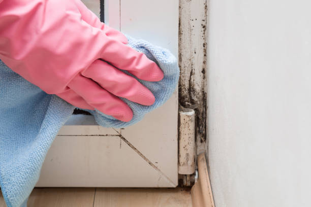 Best Office Mold Removal Services  in Woonsocket, RI
