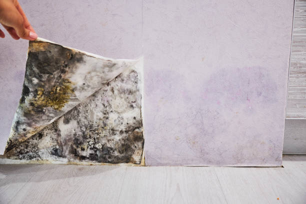 Best Commercial Mold Removal  in Woonsocket, RI